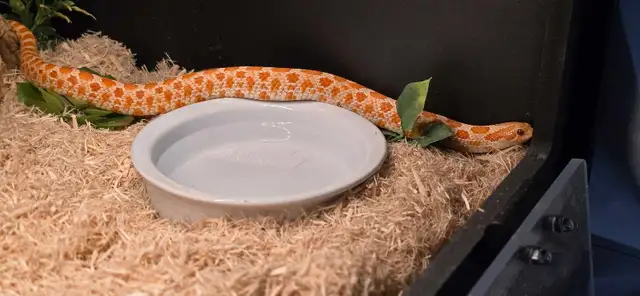 High Red Albino Hognose - Photo 5