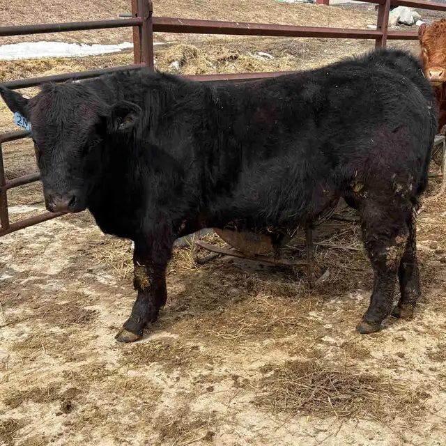 PB Limousin Bull Calf