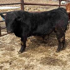 PB Limousin Bull Calf