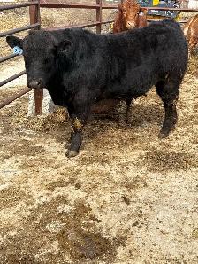 PB Limousin Bull Calf - Photo 2