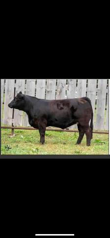 PB Limousin Bull Calf - Photo 4