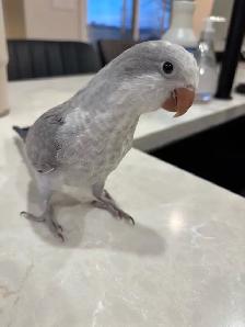 Opaline Cobalt Quaker Parrot   Cage (4months, DNA Female)