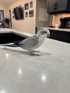 Opaline Cobalt Quaker Parrot   Cage (4months, DNA Female) - Photo 2