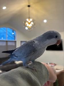 Opaline Cobalt Quaker Parrot   Cage (4months, DNA Female) - Photo 4