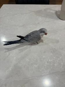 Opaline Cobalt Quaker Parrot   Cage (4months, DNA Female) - Photo 5