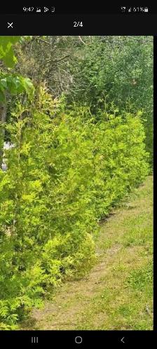 10ft EASTERN WHITE CEDAR TREES 100$ EACH (INSTALLED!)