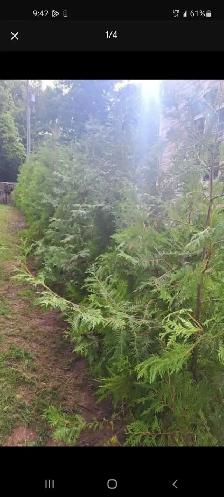 10ft EASTERN WHITE CEDAR TREES 100$ EACH (INSTALLED!) - Photo 2