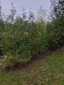 10ft EASTERN WHITE CEDAR TREES 100$ EACH (INSTALLED!) - Photo 3