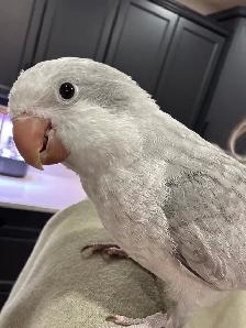 Opaline Cobalt Quaker Parrot   Cage (4 months, DNA Female) - Photo 4