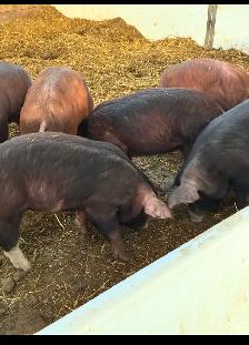 Pigs for sale - Photo 2