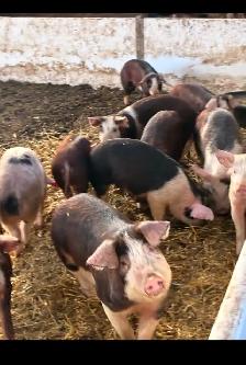 Pigs for sale - Photo 3