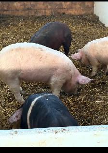 Pigs for sale - Photo 4