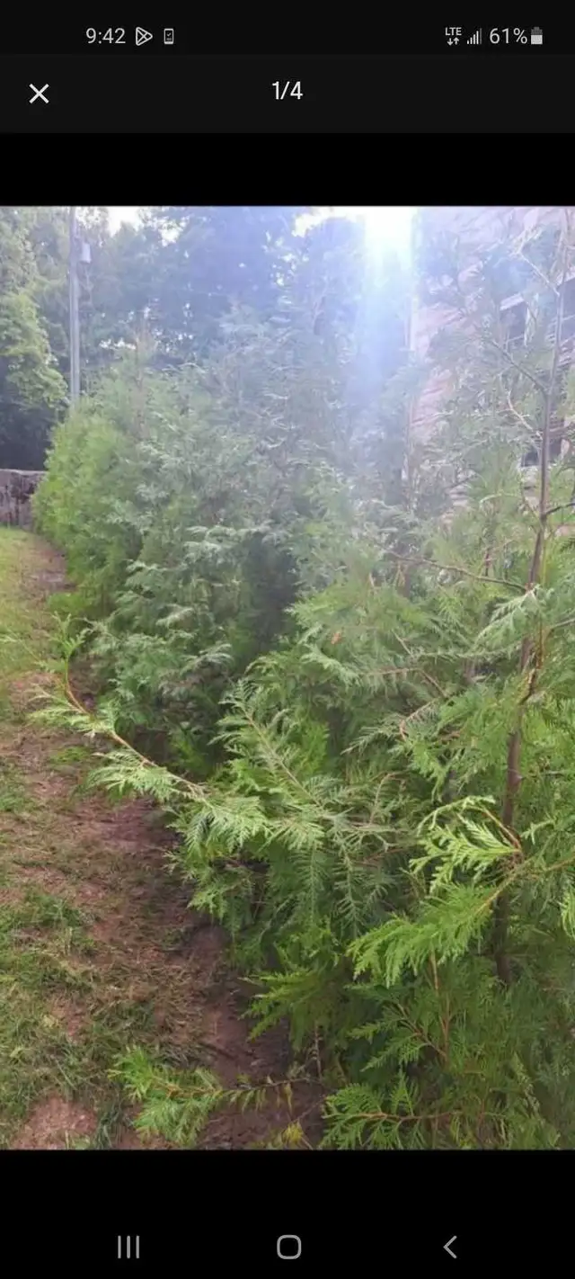 6ft EASTERN WHITE CEDAR TREES 35$ EACH (INSTALLED!)