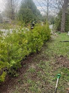 6ft EASTERN WHITE CEDAR TREES 35$ EACH (INSTALLED!) - Photo 2