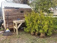 6ft EASTERN WHITE CEDAR TREES 35$ EACH (INSTALLED!) - Photo 3