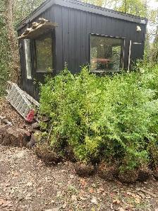 6ft EASTERN WHITE CEDAR TREES 35$ EACH (INSTALLED!) - Photo 4