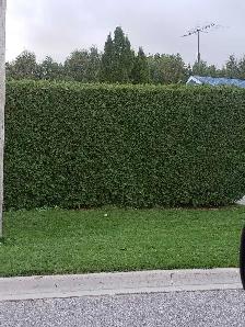 6ft EASTERN WHITE CEDAR TREES 35$ EACH (INSTALLED!) - Photo 5