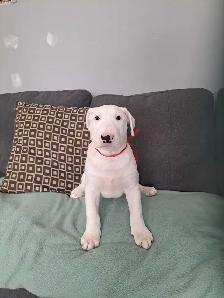 Superbes chiots bull terrier