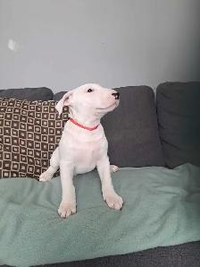 Superbes chiots bull terrier - Photo 2