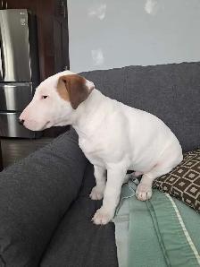 Superbes chiots bull terrier - Photo 3