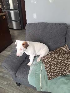 Superbes chiots bull terrier - Photo 4