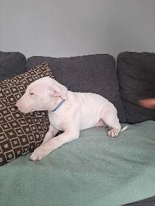 Superbes chiots bull terrier - Photo 5