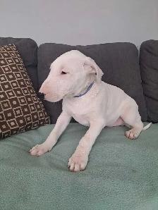 Superbes chiots bull terrier - Photo 6