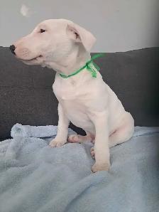 Superbes chiots bull terrier - Photo 7