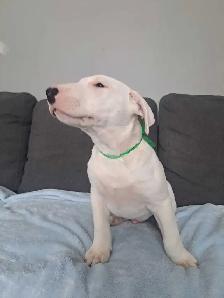 Superbes chiots bull terrier - Photo 8