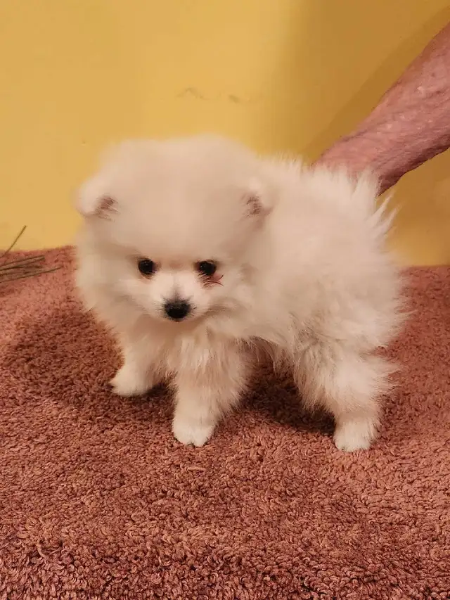 Chiot Poméranien male