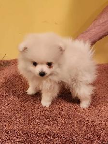 Chiot Poméranien male