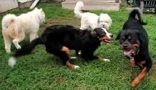 Dog Trainer Puppy Kindergarten Puppy Potty Housetraining - Photo 6