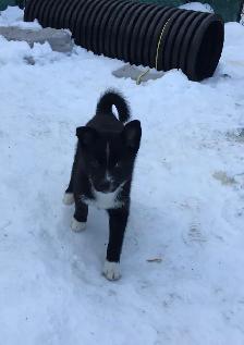 POMSKY PUP - Photo 2