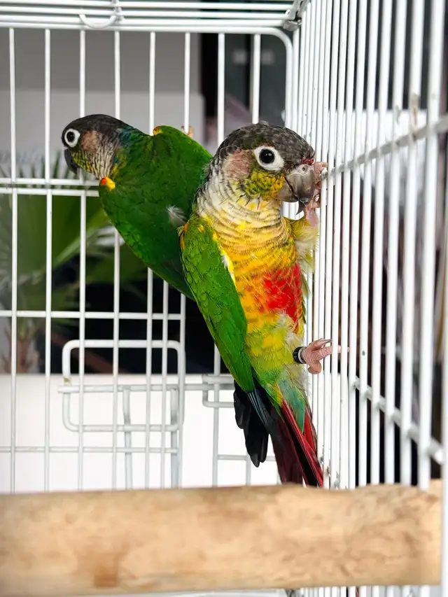 aviary downsizing - Photo 4