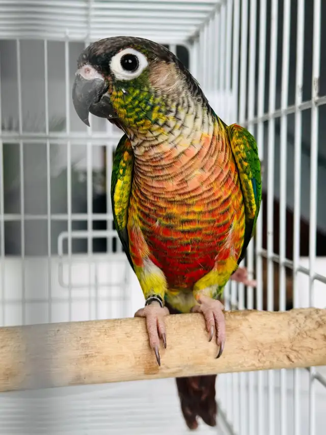 aviary downsizing - Photo 5