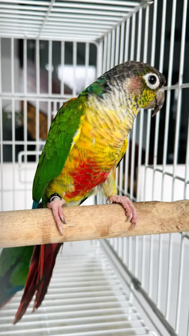 aviary downsizing - Photo 6