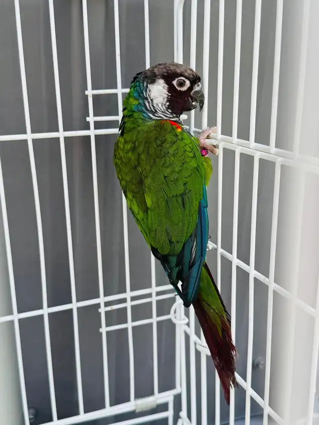 aviary downsizing - Photo 7