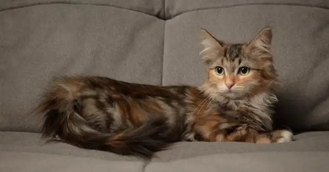 Looking to take in a cat!