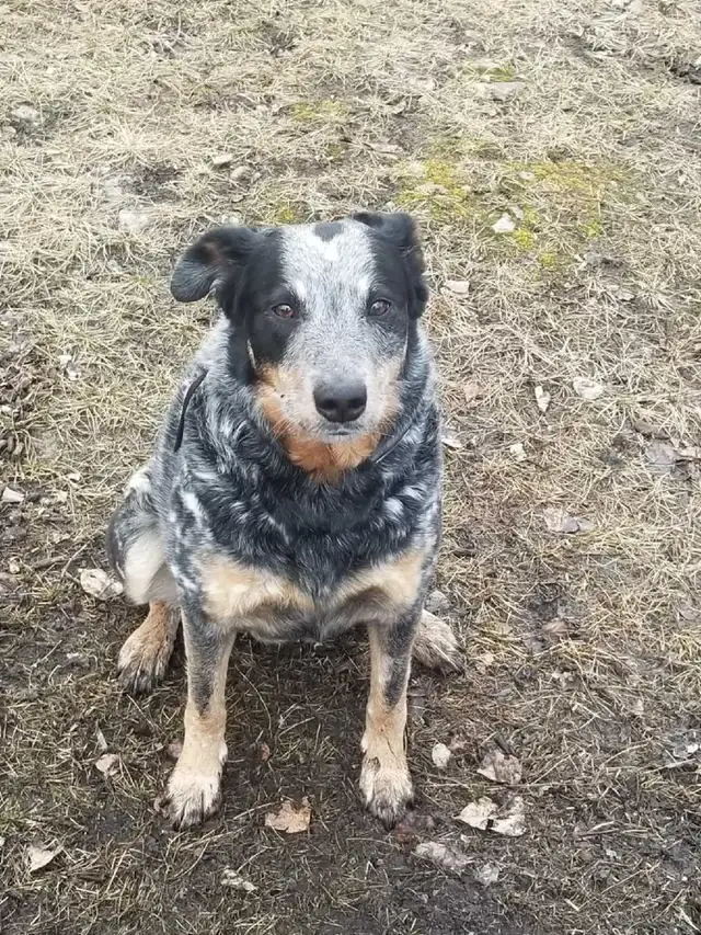 Dog needing rehoming