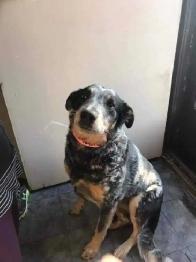 Dog needing rehoming - Photo 2