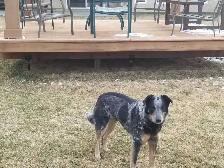 Dog needing rehoming - Photo 3