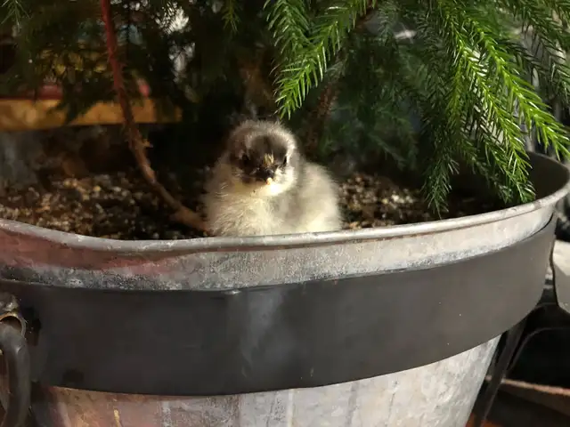 Blue Copper and Black Marans Chicks: Day-olds