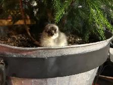 Blue Copper and Black Marans Chicks: Day-olds