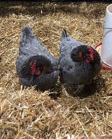 Blue Copper and Black Marans Chicks: Day-olds - Photo 2