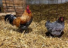 Blue Copper and Black Marans Chicks: Day-olds - Photo 3