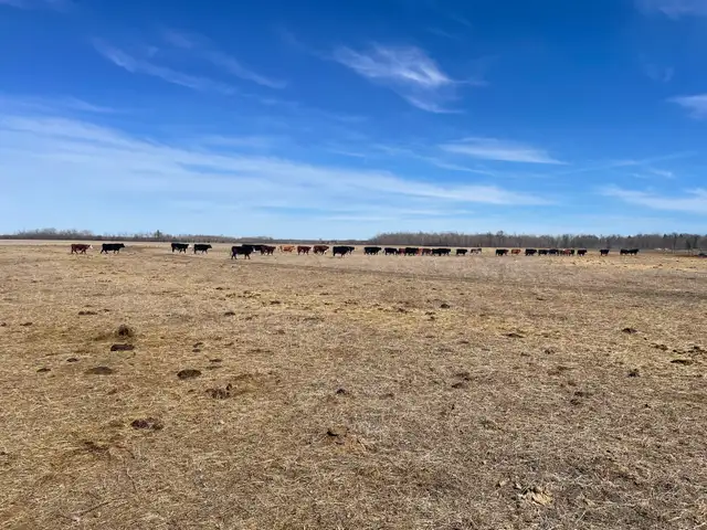 Looking to invest in these  hot cattle markets ?