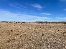 Looking to invest in these  hot cattle markets ?