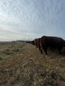 Looking to invest in these  hot cattle markets ? - Photo 2