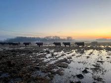 Looking to invest in these  hot cattle markets ? - Photo 3