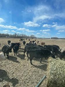 Looking to invest in these  hot cattle markets ? - Photo 4